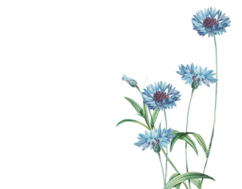 Una pianta di fiordaliso, con i fiori blu aperti.