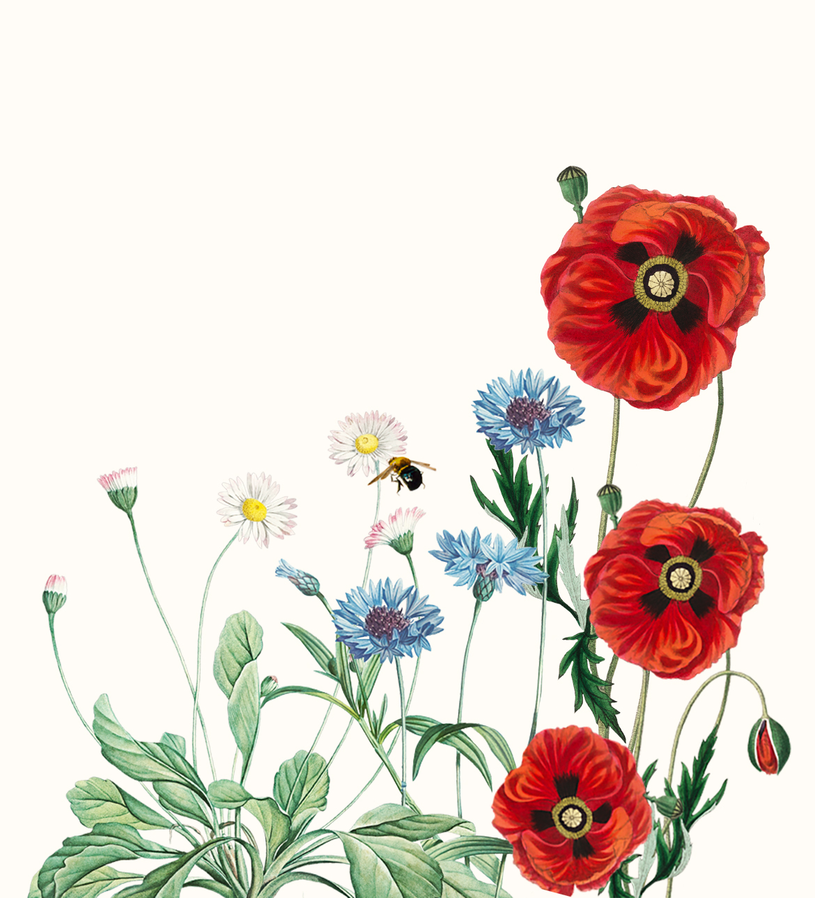 Tre tipologie di fiori di campo: da sinistra a destra, margherite rosa, fiordalisi azzurri e papaveri rossi, alcuni ancora in bocciolo.