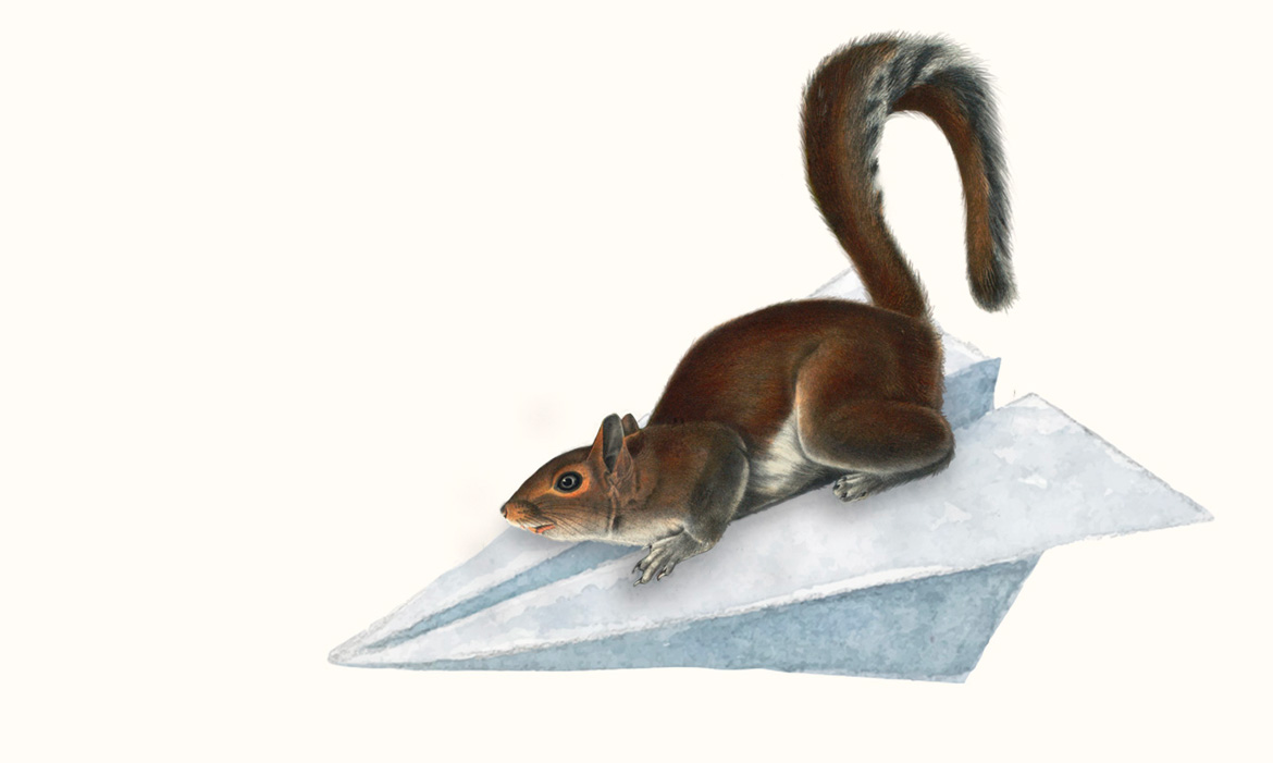 Uno scoiattolino sdraiato sopra a un aeroplanino di carta in modo aerodinamico. L'illustrazione è la metafora dell'invio della posta, di un messaggio mail.