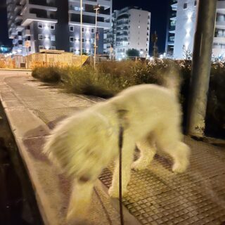 un cane bianco in movimento in una strada cittadina alla luce dei lampioni.